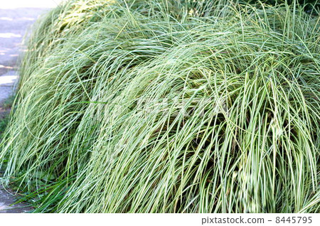 Itosuki (variegated) leaves: thin thread 8445795