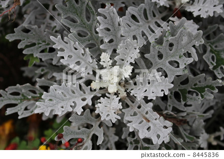 White chrysanthemum in the flower bed 8445836