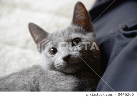 俄羅斯藍 8446266