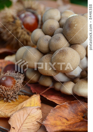 山毛櫸目次 8446388