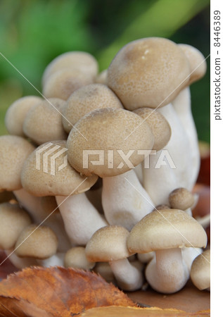 Beech Shimeji 8446389