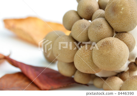 山毛櫸目次 8446390