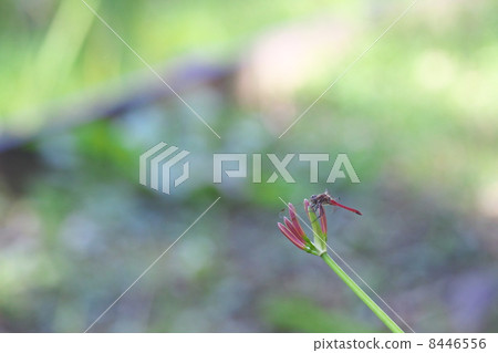 赤蜻屬frequens 8446556