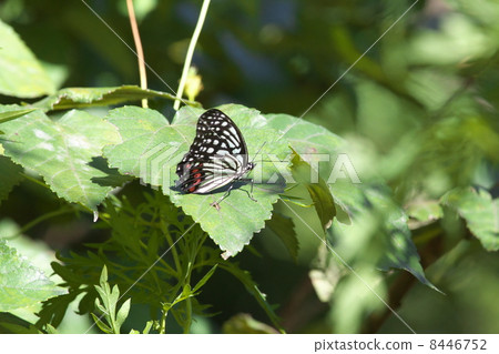  紅臉紅龜 8446752