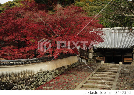 京都Hojirushiji秋葉 8447363