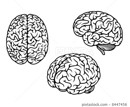 Human brain in three planes 8447456