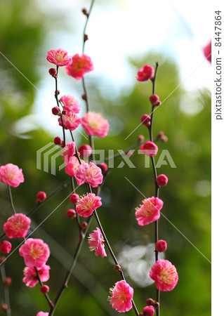 Plum blossoms telling the spring Plum blossoms telling the spring 8447864