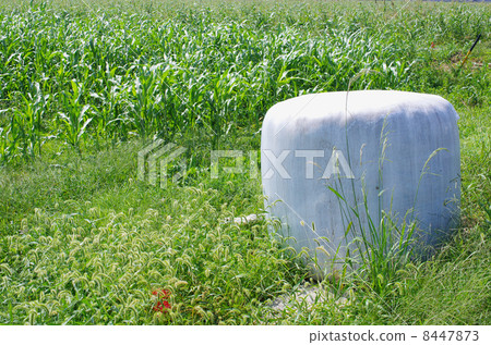 Grass roll of livestock feed 8447873