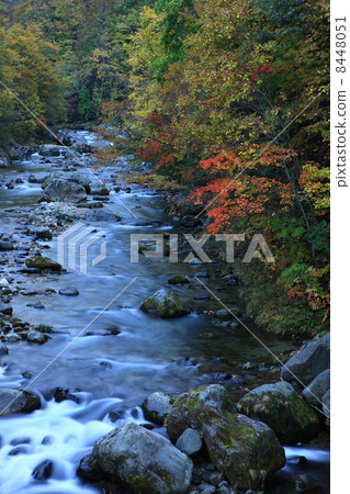 Autumn leaves downstream of the Sengoku Falls 8448051