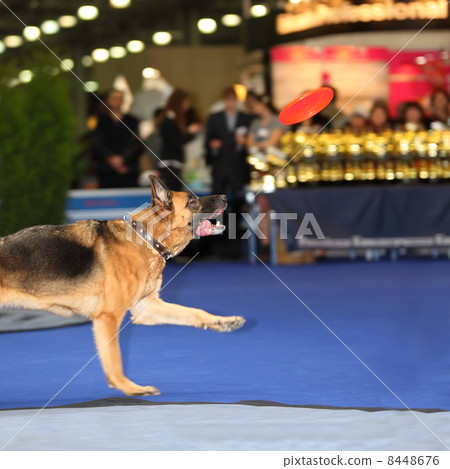 Dog jumps and tries to catch red disc - demonstration of trainin 8448676