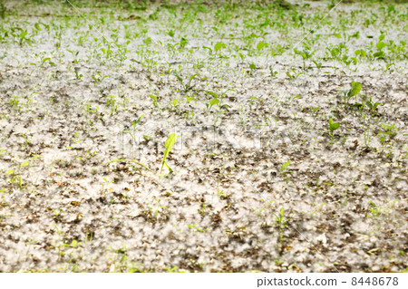 Spring and allergy-background of green grass and poplar fluff 8448678