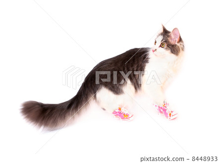 Cat wearing in funny pink shoes goes isolated on white backgroun 8448933