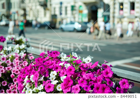 Blooming petunias in street flowerbed, shallow depth of field 8449051