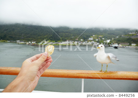 Female hand with piece of bread and seagull on railing. Female hand with piece of bread and seagull on railing. 8449256
