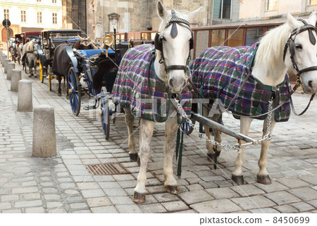 Many horses in cape with open carts, coaches on pavement street in Vienna, Austria Many horses in cape with open carts, coaches on pavement street in Vienna, Austria 8450699
