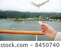 Female hand with piece of bread and approaching seagull. 8450740