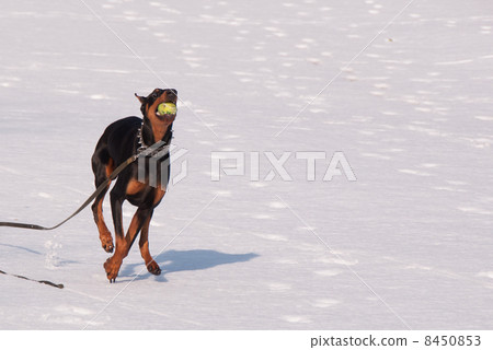 Doberman running over the snow 8450853