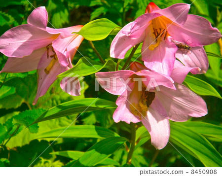 Otome lily Otome lily 8450908