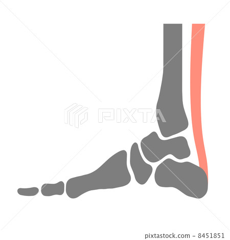 Foot bone Foot bone 8451851