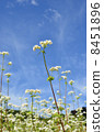 Buckwheat flowers 8451896