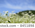 Buckwheat flowers 8451898