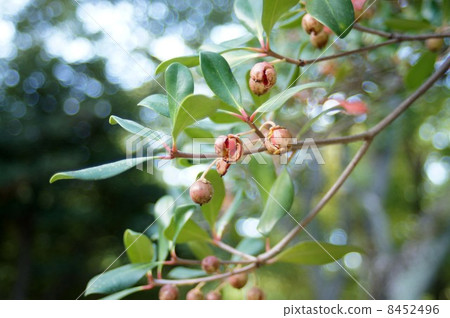 Fruit of moccoccus 8452496