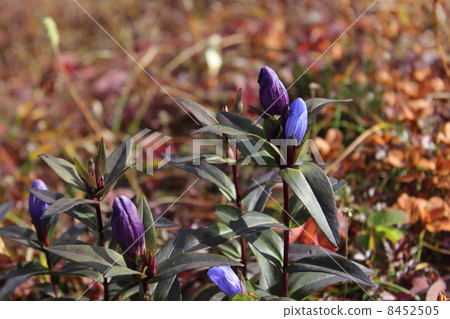 Ezo oyama gentian of Akita Komagatake 8452505