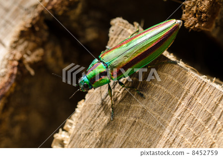 Egg-laying egg 8452759