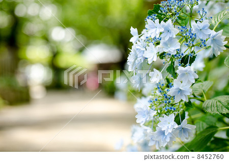 Light Hydrangea Light Hydrangea 8452760