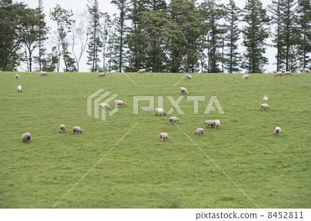 A sheep 8452811
