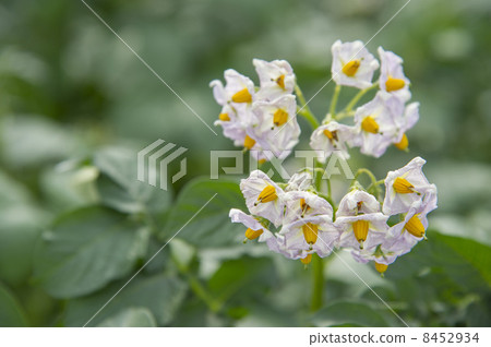 Potato flowers 8452934