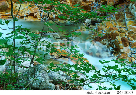 Green of the Motoyagawa Valley Green of the Motoyagawa Valley 8453089