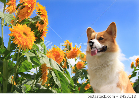 向日葵和柯基犬 8453118