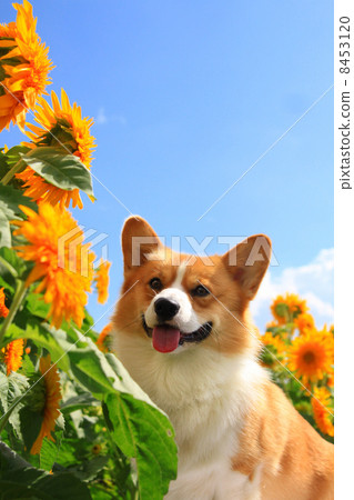 柯基犬和向日葵 8453120
