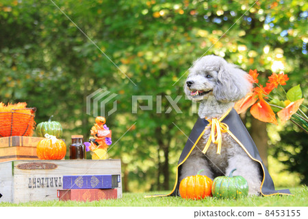 Poodle of Halloween 8453155