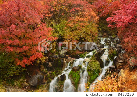 Autumn leaves of Norikura 8453239