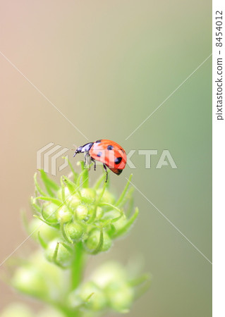Ladybird Ladybird 8454012
