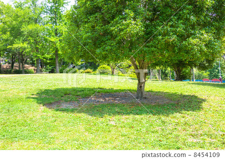 Shade of tree 8454109