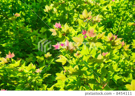 Fu's fresh green 8454111