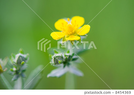 wild yellow flower wild yellow flower 8454369