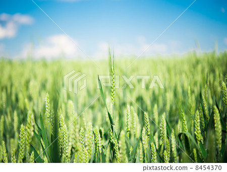 Green wheat 8454370