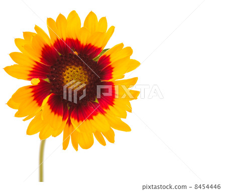 Gaillardia flower Gaillardia flower 8454446