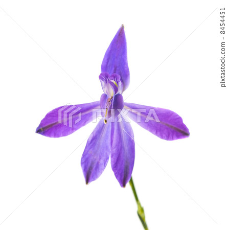 meadow blue flower 8454451