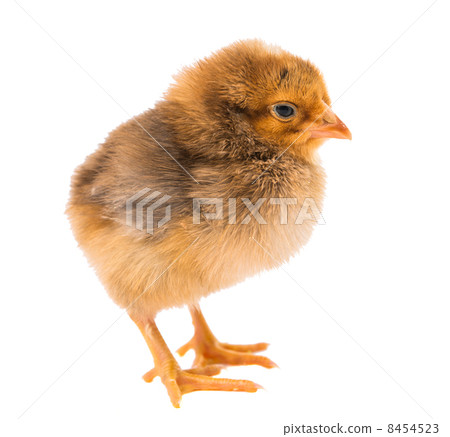 Little newborn baby chicken Little newborn baby chicken 8454523