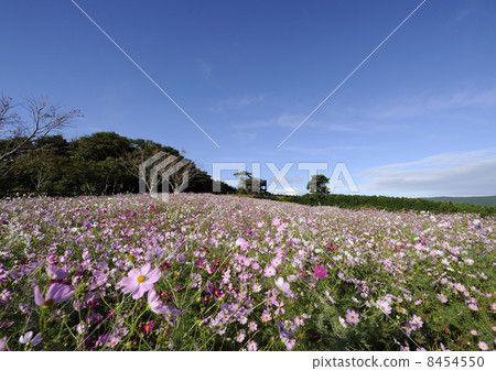 Cosmos of listing plateau Cosmos of listing plateau 8454550