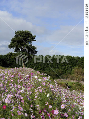 上市高原的宇宙 上市高原的宇宙 8454556