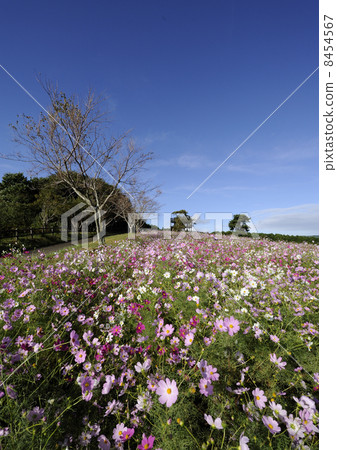 上市高原的宇宙 上市高原的宇宙 8454567