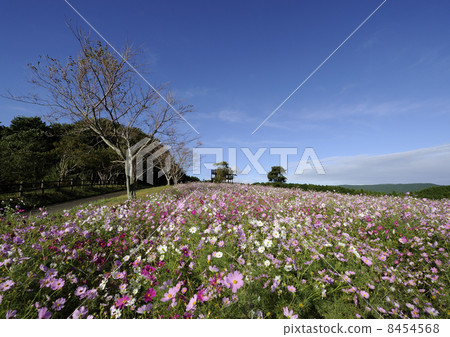 上市高原的宇宙 上市高原的宇宙 8454568