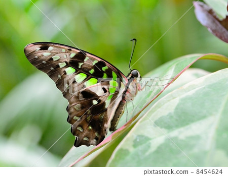 Tailed jay butterfly 8454624