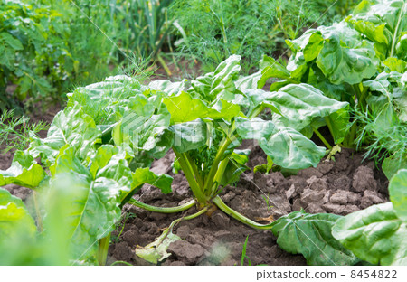beet growing 8454822